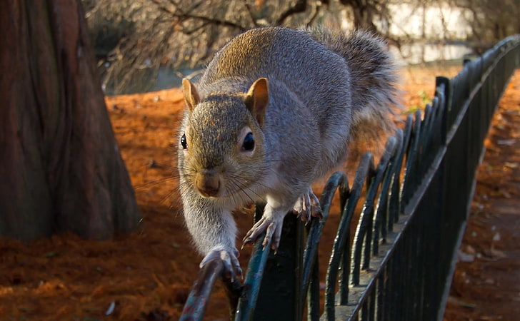 gray squirrel, squirrel, fence, sit, HD wallpaper