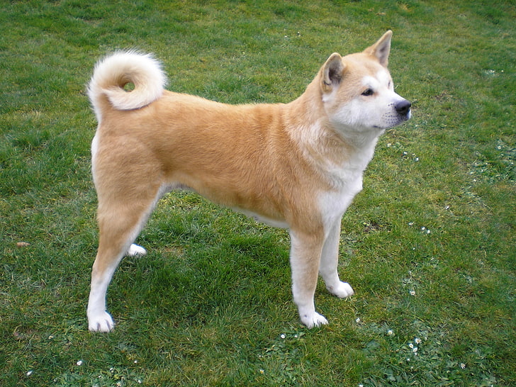 adult black and white Akita inu, akita inu, dog, stand, grass, loyalty, HD wallpaper