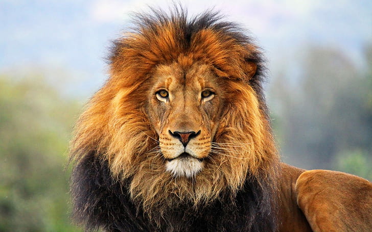 Grandes felinos: leones, león marrón, grande, gato, león, Fondo de pantalla HD
