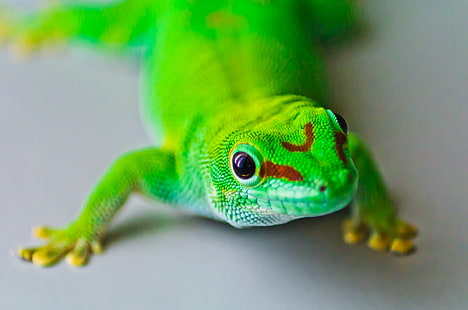 green reptile, gecko, gecko, Hallo, Gecko, green, reptile, Wilhelma, Pentax  K-5, Tamron, Macro, Madagaskar, Zoo, Reptil, AF, F/4, Di, LD, Phelsuma madagascariensis, animal, nature, wildlife, lizard, green Color, chameleon, HD wallpaper HD wallpaper