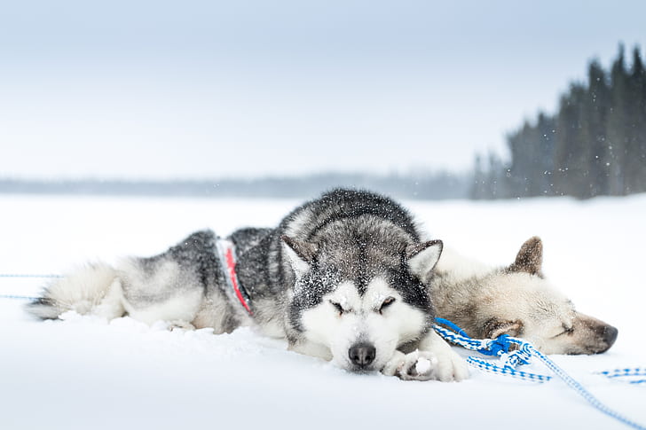 сняг, студ, спане, куче, животни, HD тапет