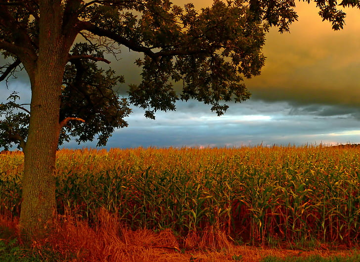zielona i brązowa trawa podczas zachodu słońca, ohio, ohio, Ohio, zielony, brązowy, trawa, zachód słońca, wiejski, strzały, natura, czerwony, kukurydza, żółty, wiejski Scena, krajobraz, na zewnątrz, drzewo, niebo, rolnictwo, pole, scenics, Tapety HD