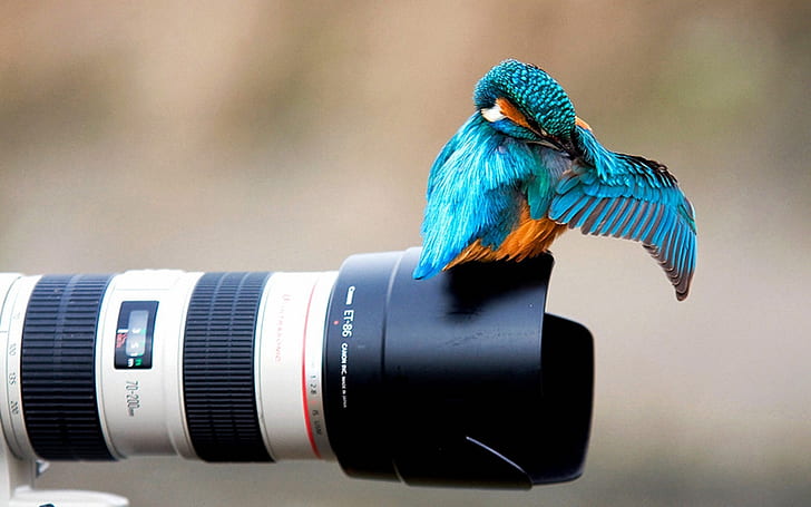 Eisvogel auf dem Kameraobjektiv, Eisvogel, Kamera, Objektiv, HD-Hintergrundbild