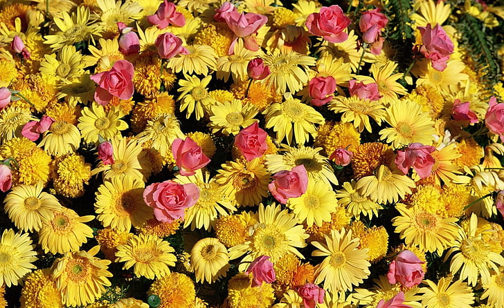 pink and yellow flowers, gerbera, roses, flowers, lots, HD wallpaper