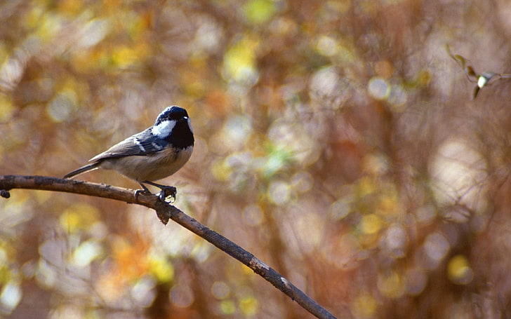 black-capped chickadee, bird, twig, blur, glare, HD wallpaper