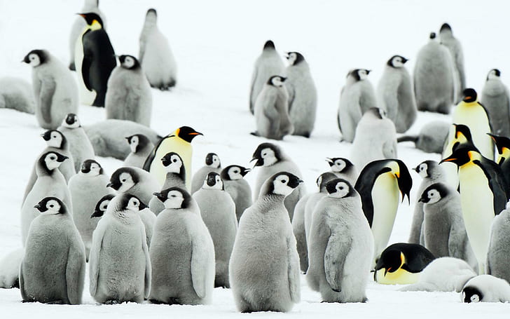 Pinguins da Antártica, grupo de pinguins, pinguins, Antártica, animais e pássaros, HD papel de parede
