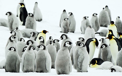 Pinguins da Antártica, grupo de pinguins, pinguins, Antártica, animais e pássaros, HD papel de parede HD wallpaper