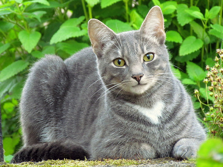 灰色のロシアンブルー猫、猫、草、葉、うそ、 HDデスクトップの壁紙