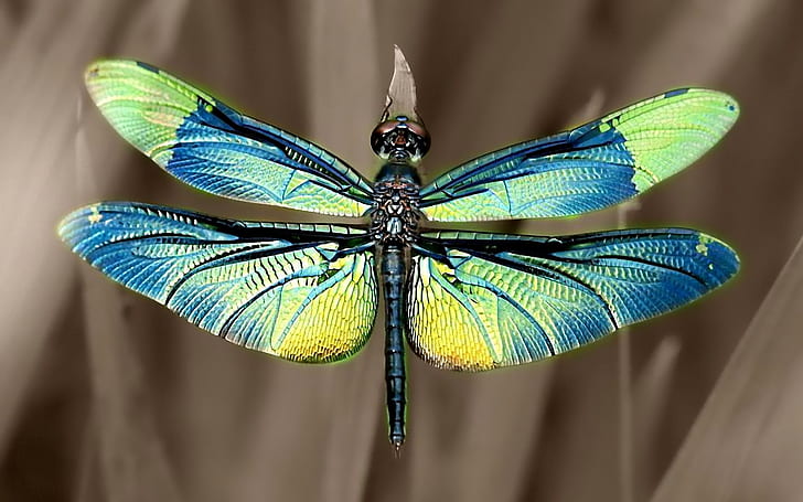 Irisierende Libellenflügel, Irisierend, Libelle, Flügel, HD-Hintergrundbild