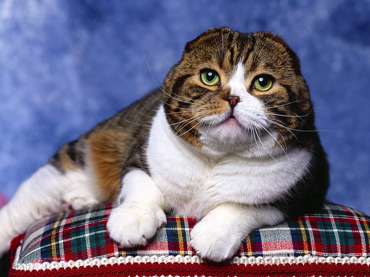 スコティッシュフォールド猫の写真撮影、スコティッシュフォールド猫、かわいい、青、枕、 HDデスクトップの壁紙