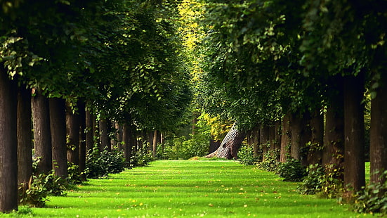 alberi a foglia verde, alberi verdi durante il giorno, natura, alberi, erba, paesaggio, foresta, ramo, campo, foglie, Sfondo HD HD wallpaper