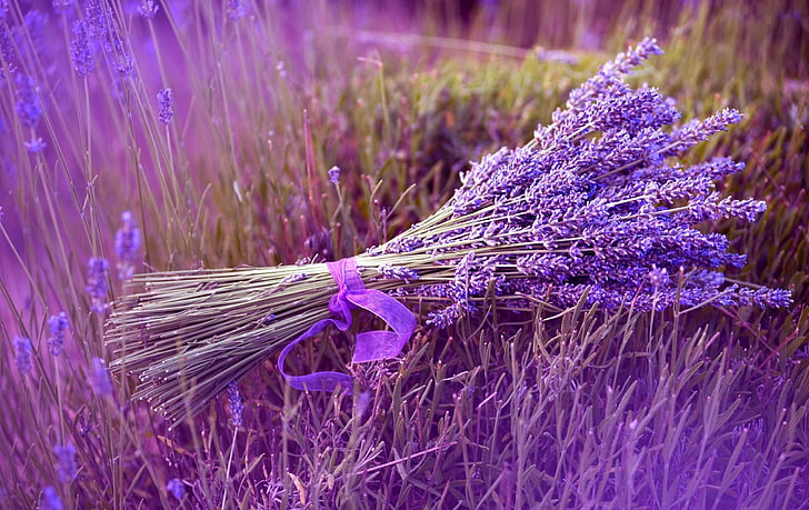 grape hyacinth bouquet, lavender, flower, ribbon, field, HD wallpaper