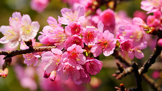 närbild foto av rosa körsbärsblom, yangmingshan, yangmingshan, natur, rosa färg, träd, gren, vår, blomma, kronblad, blomma, växt, japan, blomma huvud, närbild, friskhet, säsong, HD tapet HD wallpaper