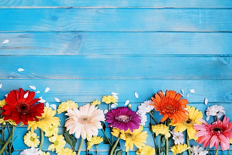 цветя, листенца, гербери, хризантеми, син фон, HD тапет HD wallpaper