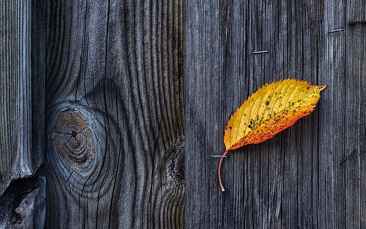 brown leaf, nature, wooden surface, wood, texture, pattern, fall, leaves, HD wallpaper