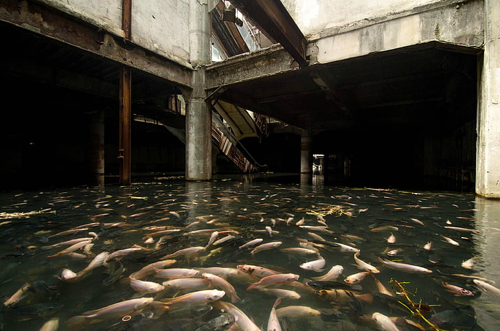 school of silver fish, fish, flood, abandoned, HD wallpaper
