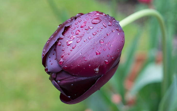 Ein purpurrotes Tulpenblumenmakro, Wassertropfen, eins, purpurrot, Tulpe, Blume, Makro, Wasser, Tropfen, HD-Hintergrundbild