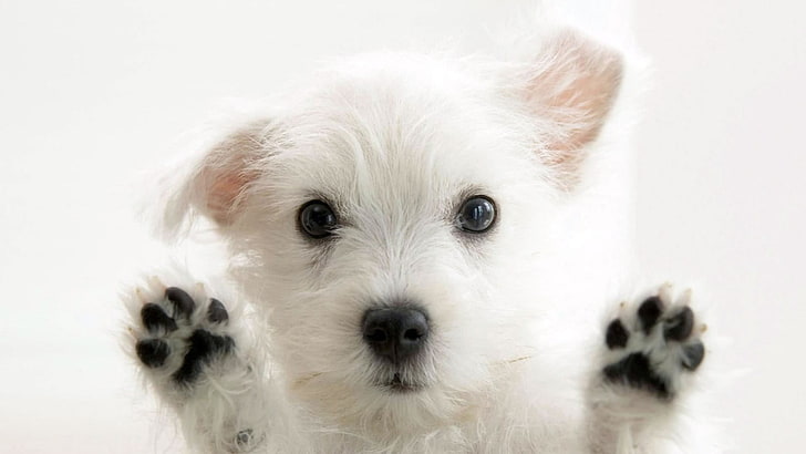 cucciolo bianco di medio pelo, cane, West Highland White Terrier, Sfondo HD