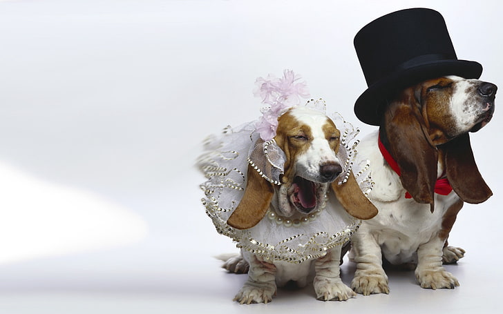หมาบาสเซ็ตสีขาวและสีน้ำตาลสำหรับผู้ใหญ่สองตัว, สุนัข, งานแต่งงาน, ตลก, เครื่องแต่งกาย, วอลล์เปเปอร์ HD