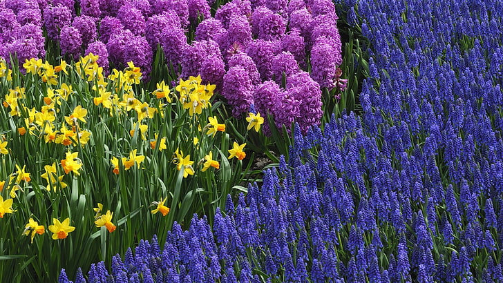 pink lavender flowers, daffodils, muscari, hyacinths, spring, bed, HD wallpaper