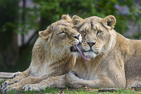 Пара влюбленных львов, львы, кот, лев, любовь, пара, HD обои HD wallpaper