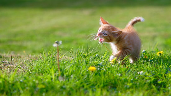 трава, кошка, котенок, сад, усы, милый, поле, газон, котенок, луг, HD обои HD wallpaper