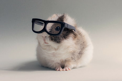 glasses hamster pet animals, HD wallpaper HD wallpaper
