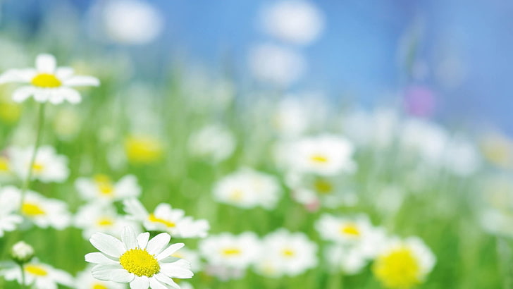 weiße Gänseblümchenblumen, Gänseblümchen, Blumen, Unschärfe, HD-Hintergrundbild