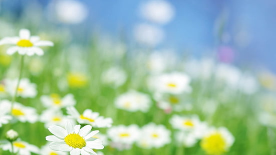 fiori della margherita bianca, margherite, fiori, sfocatura, Sfondo HD HD wallpaper