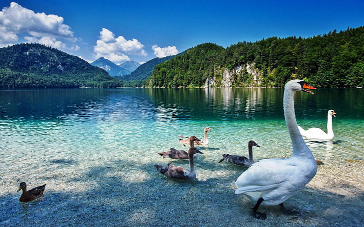 Swan Lake With Crystal Clear Water Priroda.planini Green Forest Wallpaper For Desktop, HD wallpaper