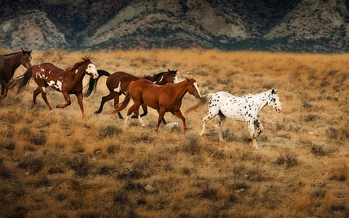 белые и коричневые лошади, лошади, животные, природа, HD обои HD wallpaper