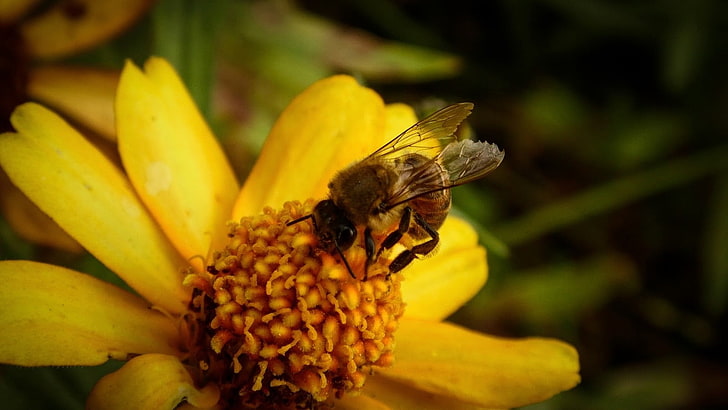 пчела и желтый цветок с лепестками, цветы, насекомые, пчелы, HD обои