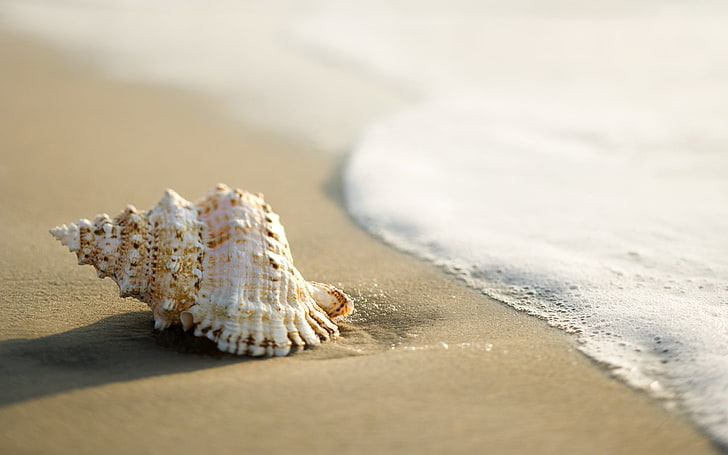 белая раковина, песок, море, ракушка, прибой, HD обои