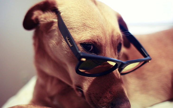 dorosły żółty labrador retriever, pies, kaganiec, oczy, okulary, Tapety HD
