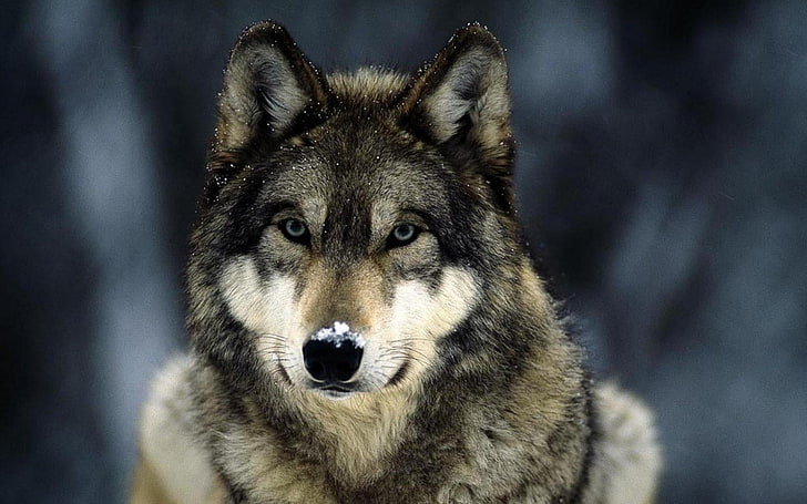ฮัสกี้สีน้ำตาลและเทาผู้ใหญ่หมาป่าสัตว์ฤดูหนาวหิมะสัตว์เลี้ยงลูกด้วยนมสัตว์ป่า, วอลล์เปเปอร์ HD