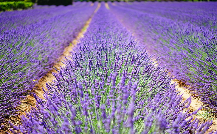 Beautiful Lavender Flowers, bed of lavender plant, Nature, Flowers, Purple, Summer, Green, Garden, Field, Plant, Blooming, Lavender, Fragrant, Crop, botany, French, Fragrance, Agriculture, flora, Herbs, Cultivation, Decorative, provence, medicinalplant, lavandulaangustifolia, lavandulaofficinalis, lavandulavera, lamiaceae, scentedplant, cottagegarden, homeopathy, aromatic, aroma, EnglishLavender, HD wallpaper