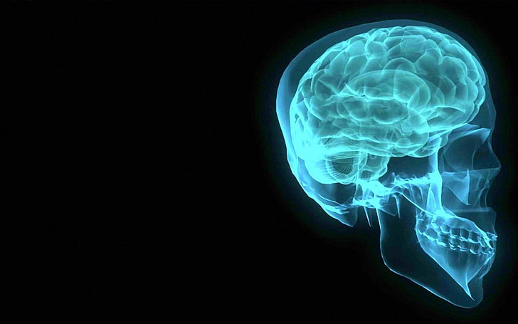 Schädel digitale Tapete, Gehirn, Röntgen, HD-Hintergrundbild