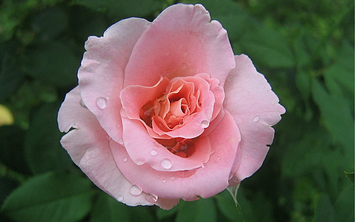 Rose, Flower, Red, Fresh, Water, pink rose, rose, flower, red, fresh, water, HD wallpaper