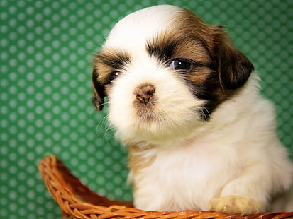 pies, niemowlę, szczeniak, Shih Tzu, Tapety HD HD wallpaper