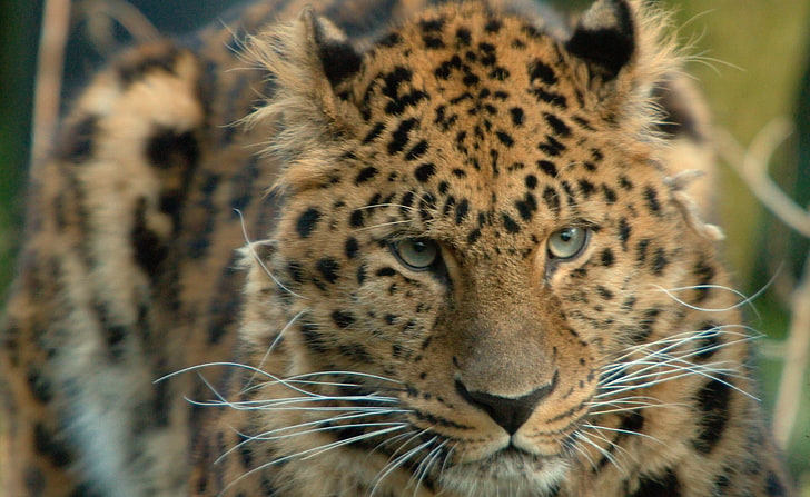 Amur Leopard, leopard, Animals, Wild, Leopard, Animal, Amur, HD wallpaper