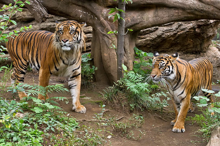 Двойка тигри, трева, двойка, Котка, Суматран, тигър, HD тапет