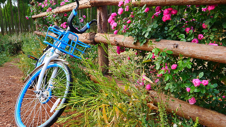 ogrodzenie, rower, dzień dobry, poranek, przyroda, rower, 5k uhd, 5k, kwiaty, Tapety HD