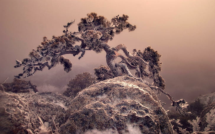 Erstaunlicher Baum, der in einem Felsen im Winter, im Felsen, im Baum, im Winter, im Rosa, in der Natur und in den Landschaften wächst, HD-Hintergrundbild