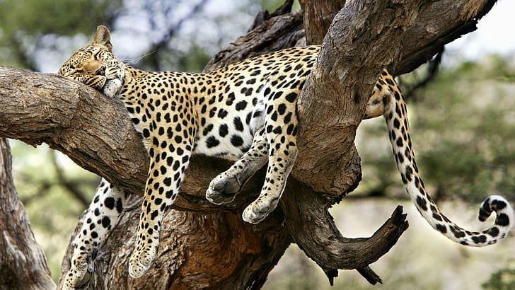 Leopard in Tree HD, leopard, tree, HD wallpaper