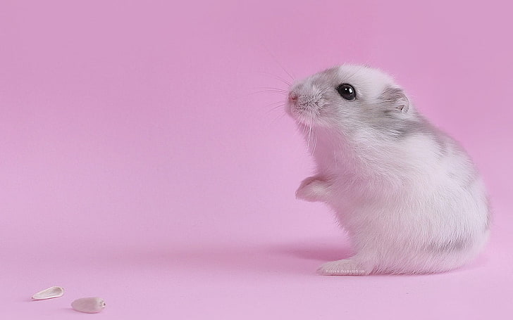 hewan pengerat putih, merah muda, hewan, hamster, closeup, hewan peliharaan, Wallpaper HD