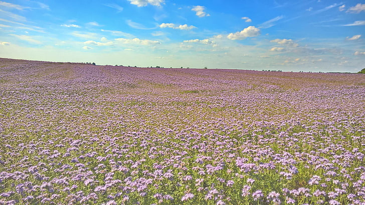 field, flowery, flower field, HD wallpaper