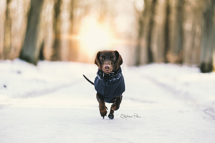 หิมะธรรมชาติฤดูหนาวสุนัขสัตว์, วอลล์เปเปอร์ HD