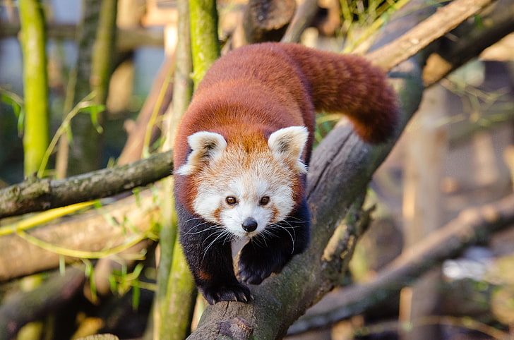 guaxinim marrom e branco, panda menor, panda vermelho, andar, HD papel de parede