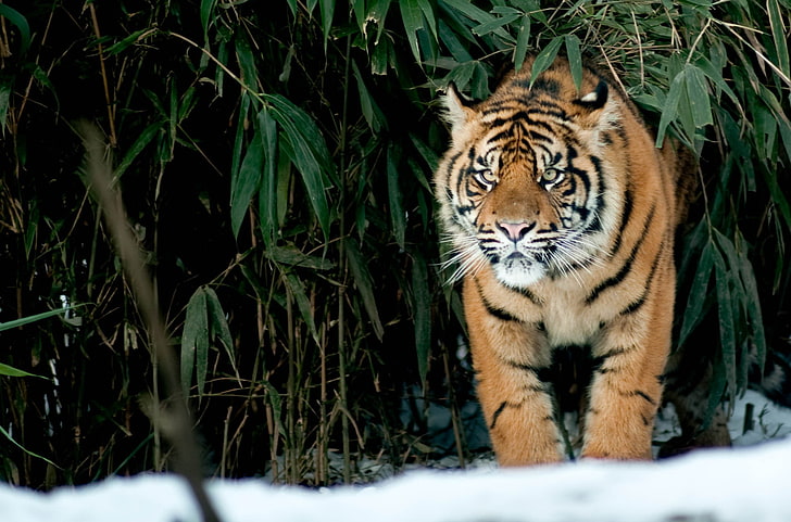 tigre marrón, tigre, animales, grandes felinos, Fondo de pantalla HD