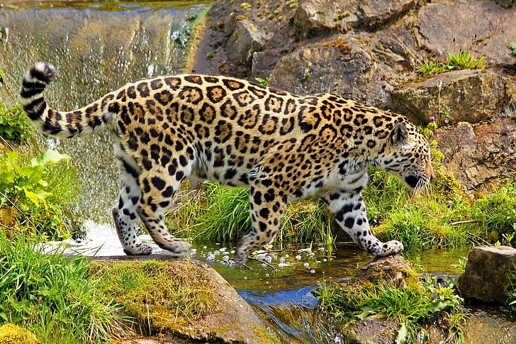 macan tutul, jaguar, predator, berjalan, batu, rumput, alam, Wallpaper HD